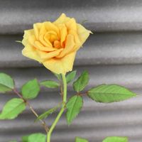 バラ,ミニバラ,薔薇,ばら,バラ（薔薇）の画像