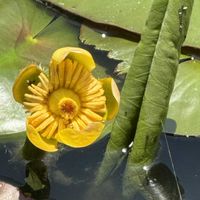 コウホネ,コウホネ,散歩,Ｎ植物園,大池の画像