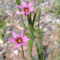 ニワゼキショウ,小さな花,花のある暮らし,ピンクワールド,心に笑顔の花をの画像