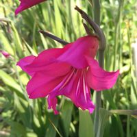 グラジオラス,早咲きグラジオラス・ビザンティヌス,花のある暮らし,ピンクワールド,SDGsの画像
