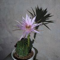 　エキノプシス属,　エキノプシス属,多肉植物,観葉植物,100均の画像