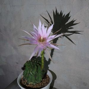 　エキノプシス属,　エキノプシス属,多肉植物,観葉植物,100均の画像