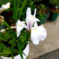 カキツバタ,山野草,水生植物,小さな庭の画像
