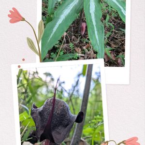 ナンゴクウラシマソウ,ナンゴクウラシマソウ,自生,サトイモ科テンナンショウ属,ちょっと怖い！の画像