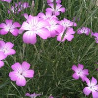 アグロステンマ,ムギセンノウ,種から,花のある暮らし,ピンクワールドの画像