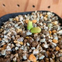 アデニア サブセシリフォリア,塊根植物,実生,コーデックス,バルコニストの画像