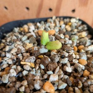 アデニア サブセシリフォリア,塊根植物,実生,コーデックス,バルコニストの画像