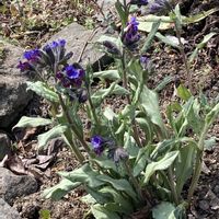 プルモナリア,プルモナリア,庭の花,放ったらかしの庭,GSに感謝。の画像