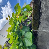 キウイの画像