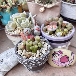 リトープス,コノフィツム マウガニー,ドクターバターフィールド,多肉植物,葉挿しっこの画像