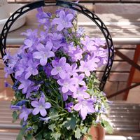 ベルフラワー,いつもの花屋さん,白いカーネーション,バイクでキョロキョロ花散歩,おうごんカズラの画像