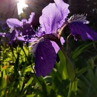 イチハツ,尼崎市近松公園の画像