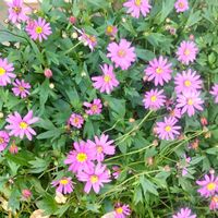 ブラキカムの画像