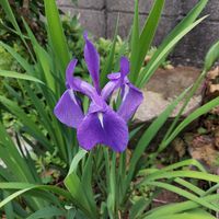 カキツバタ,癒しのひと時,世界に平和を,小さな庭の鉢植えカキツバタの画像