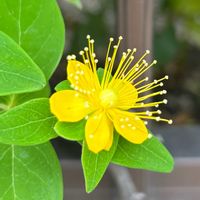 ヒペリカム,可愛い(^^),黄色,花のある暮らし,黄色の花の画像