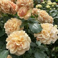 バラ、薔薇、ばら,バラ、薔薇、ばら,散歩,イングリッシュガーデン,iPhone撮影の画像
