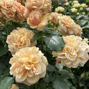 バラ、薔薇、ばら,バラ、薔薇、ばら,散歩,イングリッシュガーデン,iPhone撮影の画像