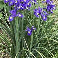 カキツバタ,水生植物,多年草,お散歩中,アヤメ科の画像