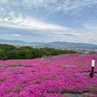シバザクラ,可愛い(^^),しばざくら,ピンクの花,お出掛け先の画像