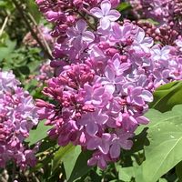 ライラック,ライラック,癒し,良い香り,赤紫色の花の画像