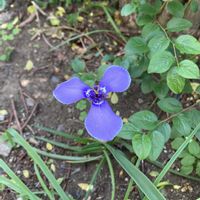 アメリカンブルー,チリアヤメ,ツルニチニチソウ,花のある暮らし,青い花大好きの画像