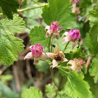 イチゴ,ブルーベリー,ヘビイチゴ,野いちご,野いちごの画像