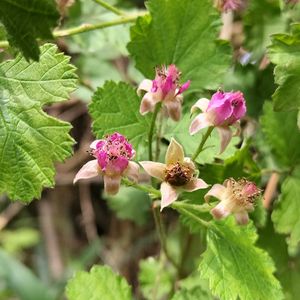 イチゴ,ブルーベリー,ヘビイチゴ,野いちご,野いちごの画像