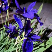カキツバタ,仕事帰り,今日のお花,青い花マニア,木曜モフモフの画像