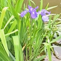 カキツバタ,リナリア,菜の花,キショウブ,杜若の画像