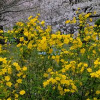 アジサイ,サクラ,ヤマブキ,ヤマボウシ,ハンネマニアの画像