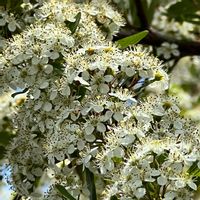 ピラカンサ,可憐な花,金曜キラキラ,白い恋人達,明日はきっと良い日になるの画像