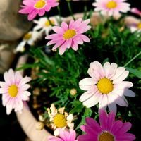 マーガレット,可愛い色,可愛い花　♡,小さな庭の画像