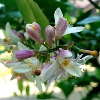 レモン,レモン,レモンの木,果樹の花,花の金曜日の画像