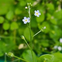 キュウリグサ,ワスレナグサ,ナヨナヨワスレナグサ,出先,グリーンアクセサリー♪の画像