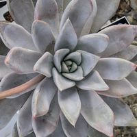 レッドこころ,桃くま,多肉植物,葉挿し,多肉寄せ植えの画像