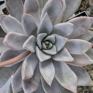 レッドこころ,桃くま,多肉植物,葉挿し,多肉寄せ植えの画像