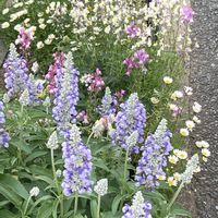 ノースポール,リナリア,サルビア　サリーファン　スカイブルー,歩道の花壇の画像
