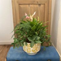 ペペロミア,アスパラガス ナナス,アンスリウム リリー,寄せ植え,観葉植物の画像