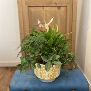 ペペロミア,アスパラガス ナナス,アンスリウム リリー,寄せ植え,観葉植物の画像