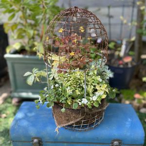朝霧草,オキザリス 黄昏,斑入りアメリカツタ,ペチュニア　ルアナフーカ,バコパ　ヴァニラアイスの画像