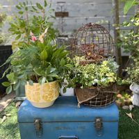 寄せ植え,リメイク,今日の一枚,花のある暮らし,植物のある暮らしの画像