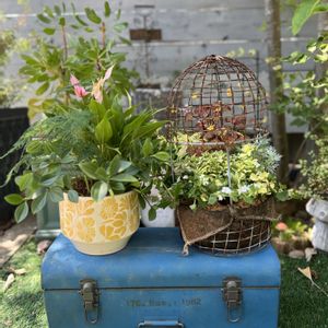 寄せ植え,リメイク,今日の一枚,花のある暮らし,植物のある暮らしの画像