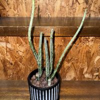 セネシオ・グリジオピラロ,多肉植物,植え替え,セネシオ属の画像