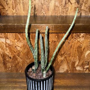 セネシオ・グリジオピラロ,多肉植物,植え替え,セネシオ属の画像