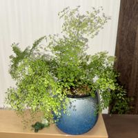 アジアンタム,アジアンタム ミクロフィラム,観葉植物,植え替え,シダ植物の画像