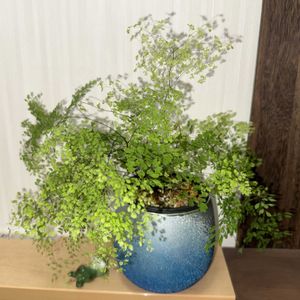 アジアンタム,アジアンタム ミクロフィラム,観葉植物,植え替え,シダ植物の画像