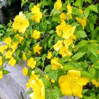 シロヤマブキ,シロヤマブキ,ヤマブキ,ヤマブキ,八重咲きヤマブキの画像