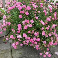 ミニバラ,ミニ薔薇 ほほえみ,極小ミニバラ・ほほえみ,極小ミニバラ・ほほえみ,極小ミニバラ・ほほえみの画像