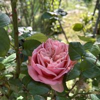 エバンタイユドール,フランシス・デュブリュイ,サルビア　ナイトモス,ヴィンテージフラール　バラ,河本ローズの画像