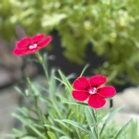 ナデシコ,花のある暮らし,沖縄,おうち園芸,庭の画像